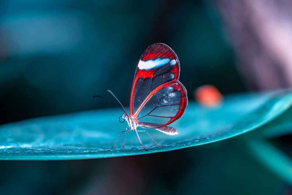 عکاسی ماکرو (Macro Photography)