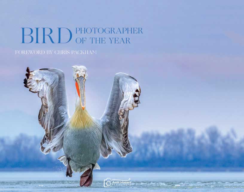 جایزه عکاس پرنده سال (Bird Photographer of the Year - BPOTY)