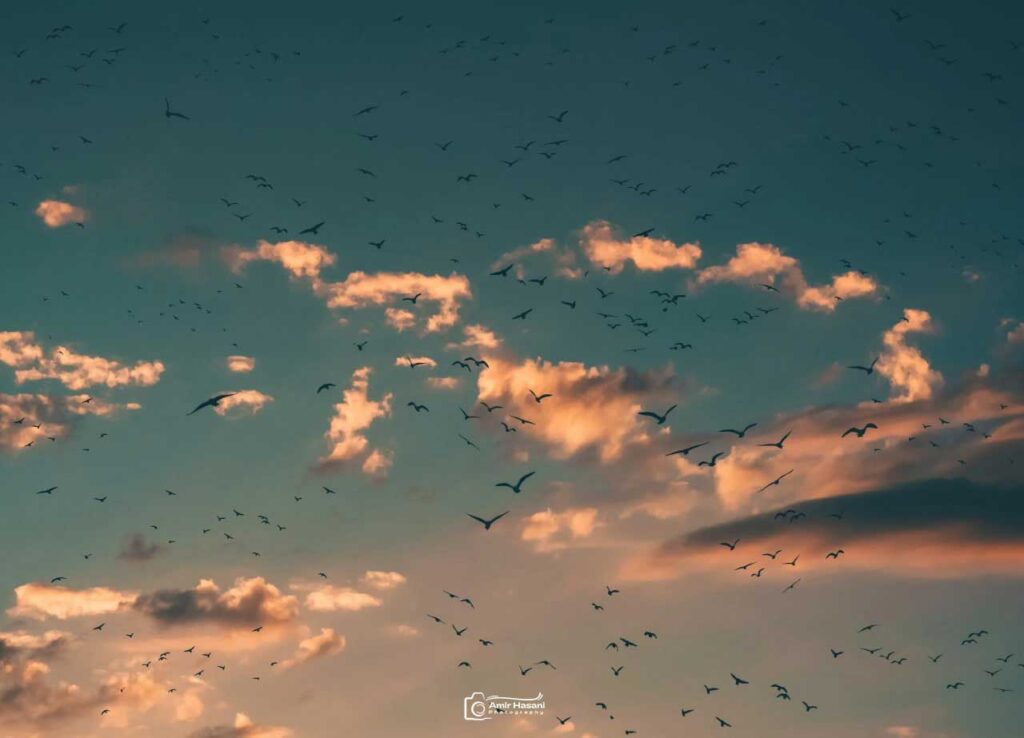 ایده عکاسی پرندگان